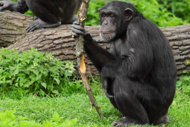 The chimpanzee speaks surprisingly human language Picture 1