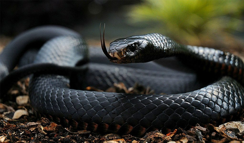 Deadly secret of black mamba venom that 'defeats' antidote serum Picture 1