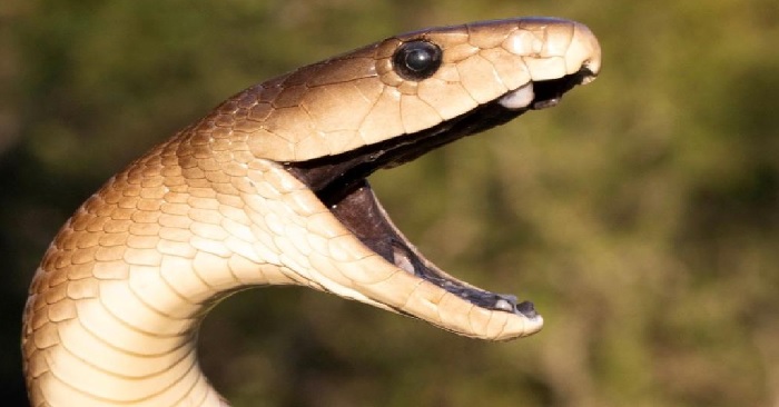 Deadly secret of black mamba venom that 'defeats' antidote serum Picture 2