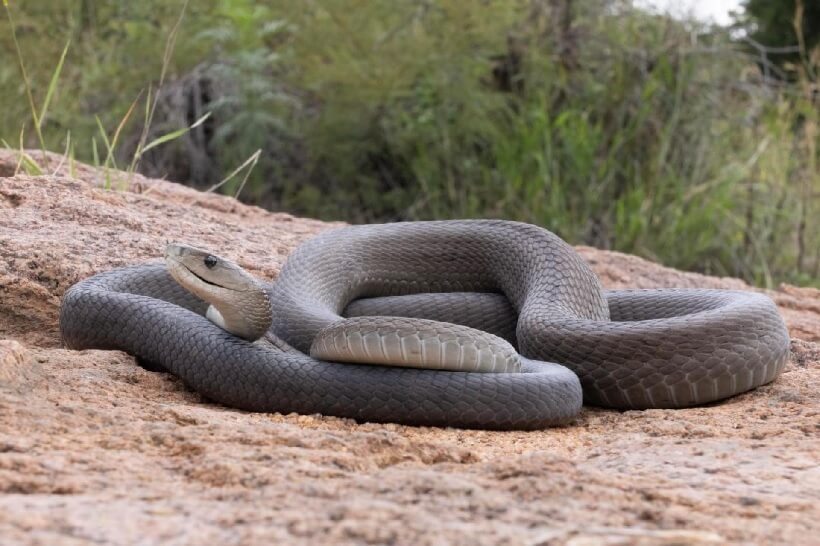 Deadly secret of black mamba venom that 'defeats' antidote serum Picture 3