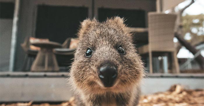 The happiest animals in the world Picture 1