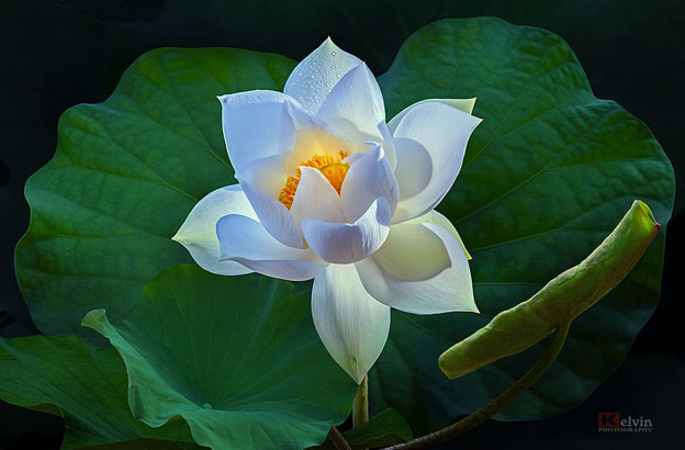 The most beautiful aquatic flowers in the world Picture 11