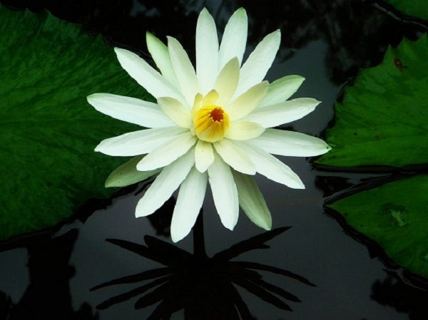 The most beautiful aquatic flowers in the world Picture 13