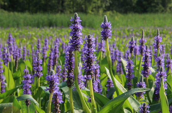 The most beautiful aquatic flowers in the world Picture 6