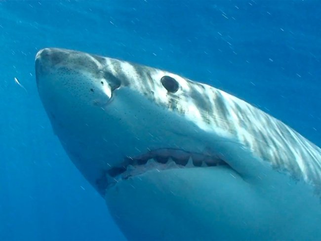 Picture 1 of The most dangerous animals to humans.