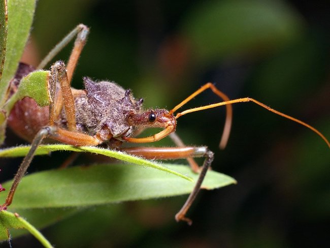 Picture 10 of The most dangerous animals to humans.