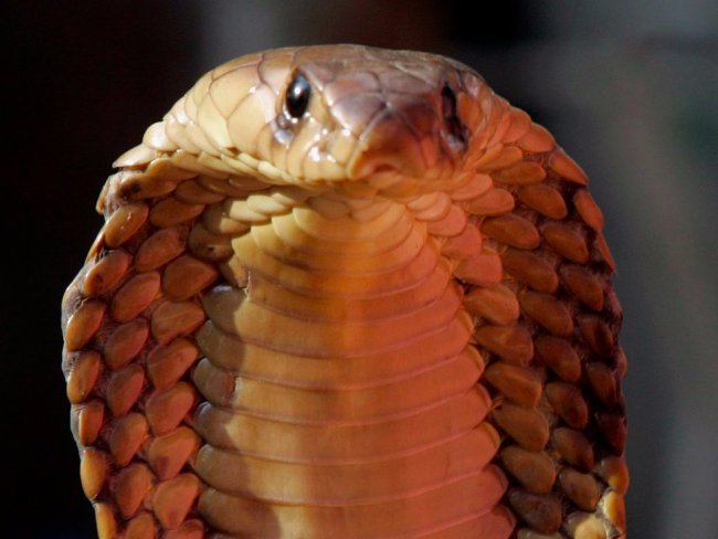 Picture 13 of The most dangerous animals to humans.