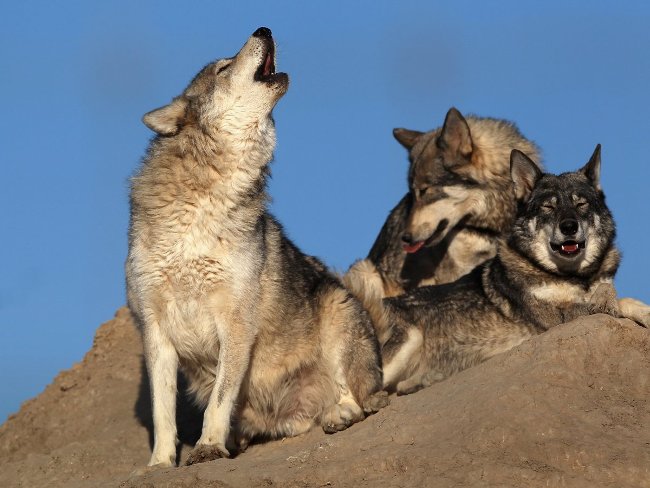 Picture 2 of The most dangerous animals to humans.