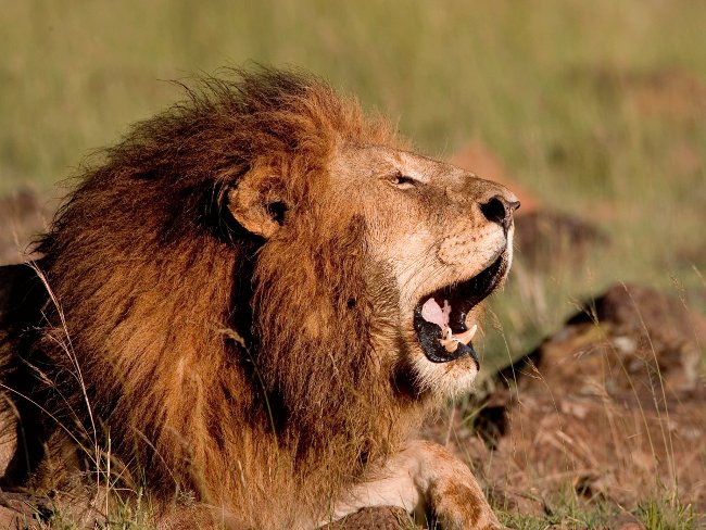 Picture 3 of The most dangerous animals to humans.
