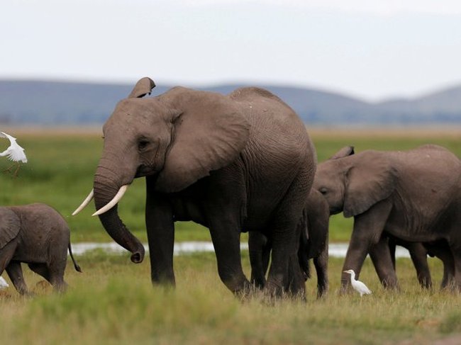 Picture 4 of The most dangerous animals to humans.