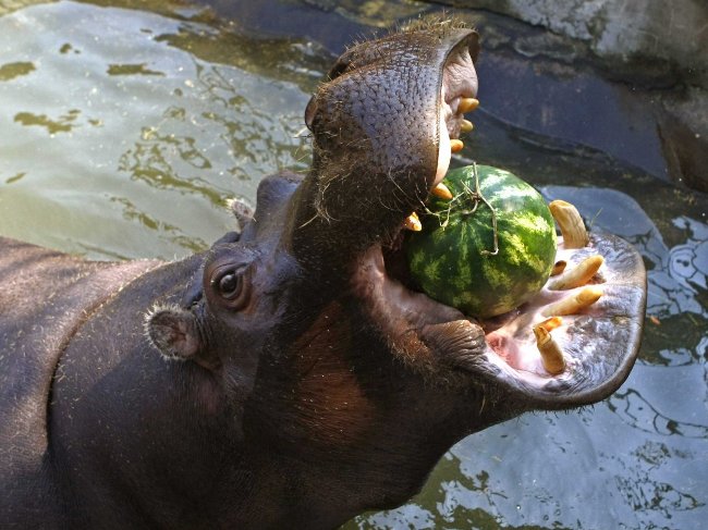 Picture 5 of The most dangerous animals to humans.