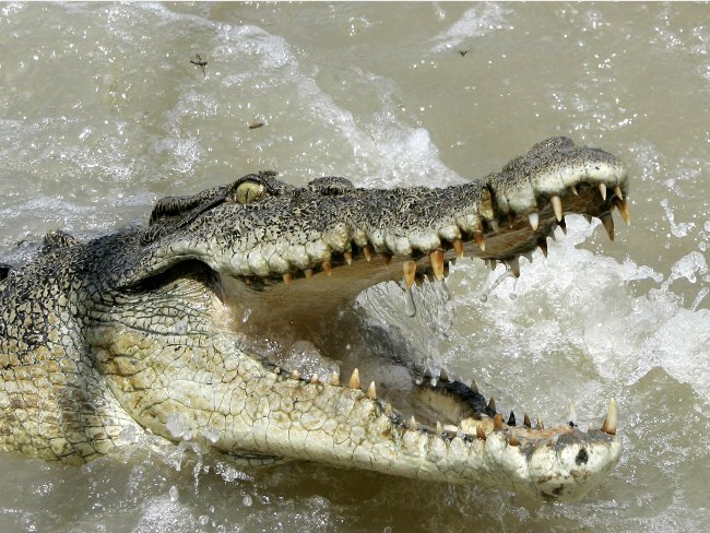 Picture 7 of The most dangerous animals to humans.