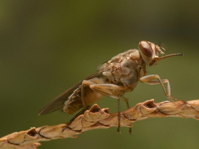 Picture 9 of The most dangerous animals to humans.