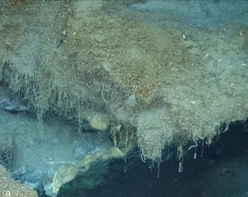 A mysterious ecosystem has been discovered at a depth of over 3km beneath the Arctic Ocean. Picture 2