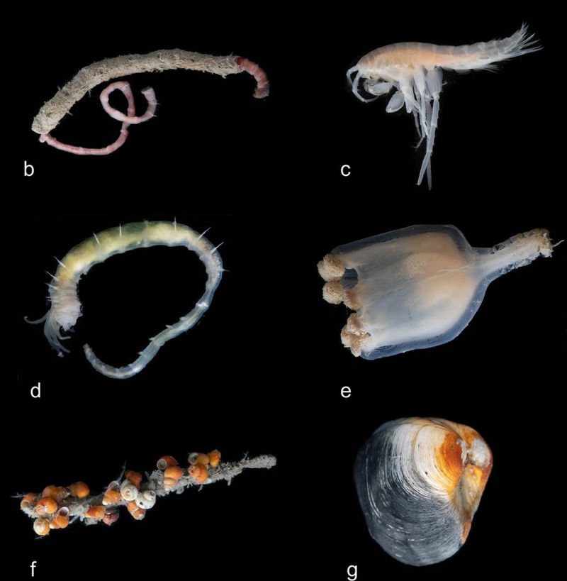 A mysterious ecosystem has been discovered at a depth of over 3km beneath the Arctic Ocean. Picture 3