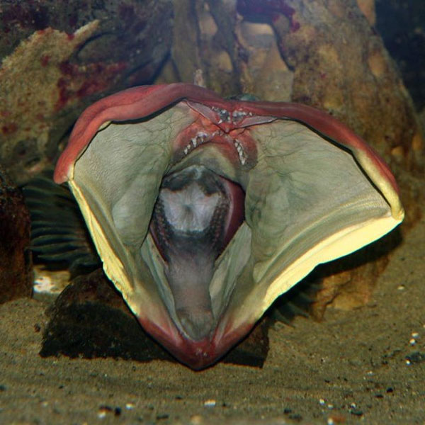 The mystery of the 'kiss of death' of the big-mouthed fish, which opens its mouth 4 times wider each time it fights Picture 1