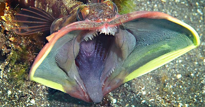 The mystery of the 'kiss of death' of the big-mouthed fish, which opens its mouth 4 times wider each time it fights Picture 2