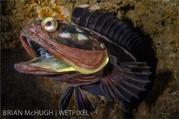 The mystery of the 'kiss of death' of the big-mouthed fish, which opens its mouth 4 times wider each time it fights Picture 3