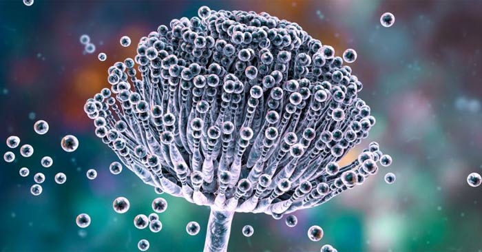 'Pharaoh's Curse' May Hide a Secret Anti-Cancer Compound Picture 1