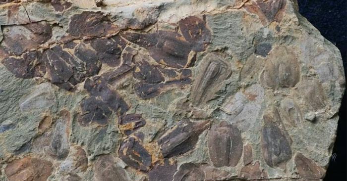 The end of the Earth actually happened about 250 million years ago Picture 1