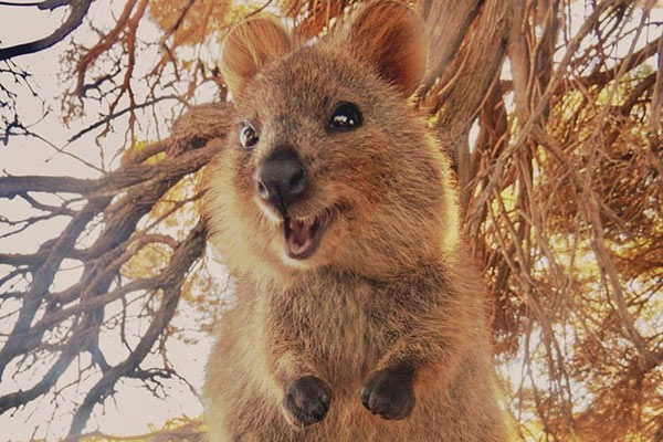 The Shocking Secret of the Quokka, the World's Happiest Animal Picture 2