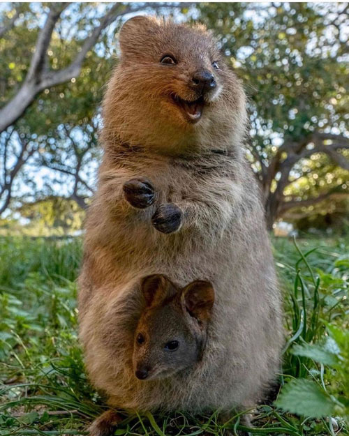 The Shocking Secret of the Quokka, the World's Happiest Animal Picture 4