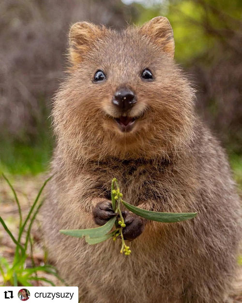 The Shocking Secret of the Quokka, the World's Happiest Animal Picture 5