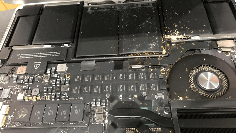 The simplest tips to deal with ants crawling into your laptop at home Picture 3