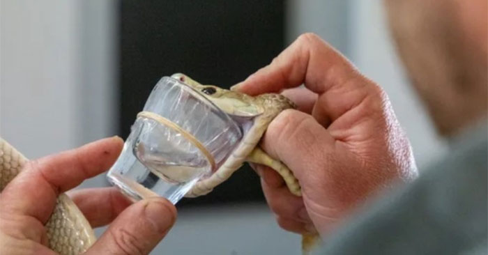 The snake set a record with the most venom in one bite, enough to kill 400 people Picture 1