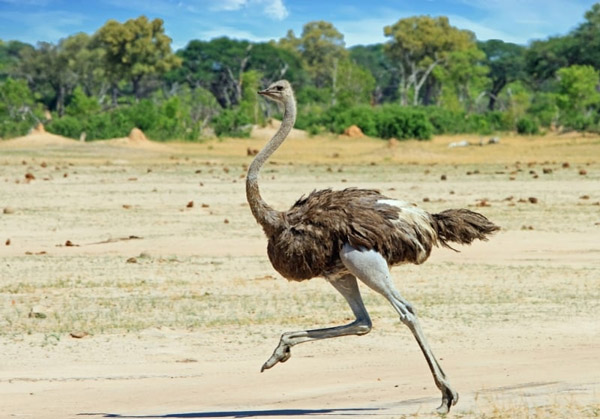 The tallest land animals in the world Picture 3