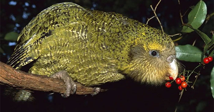 The world's 'stupid' bird, at the moment of life and death it 'loses its memory' Picture 1