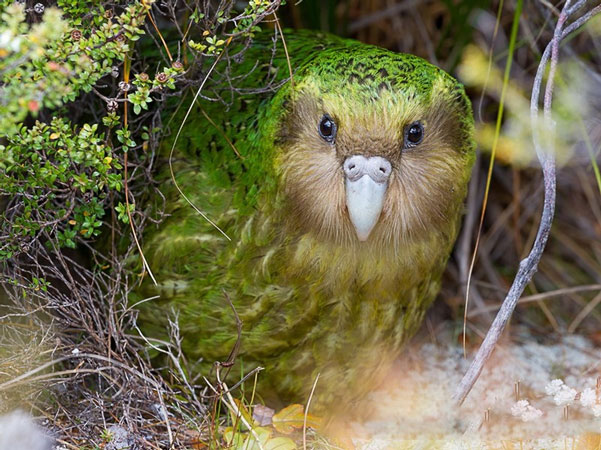 The world's 'stupid' bird, at the moment of life and death it 'loses its memory' Picture 2