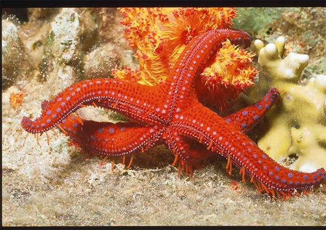 Picture 2 of These animals can regrow lost body parts perfectly.