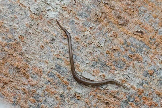 Picture 3 of These animals can regrow lost body parts perfectly.