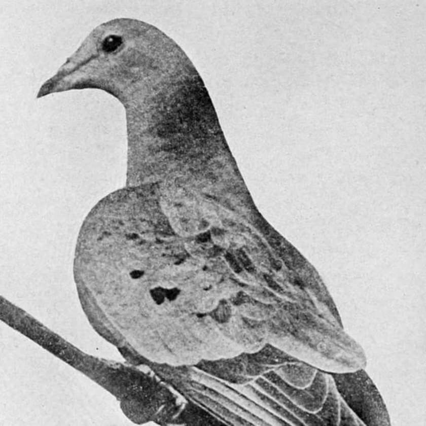 These are the last individuals of a species now extinct in the world. Picture 2