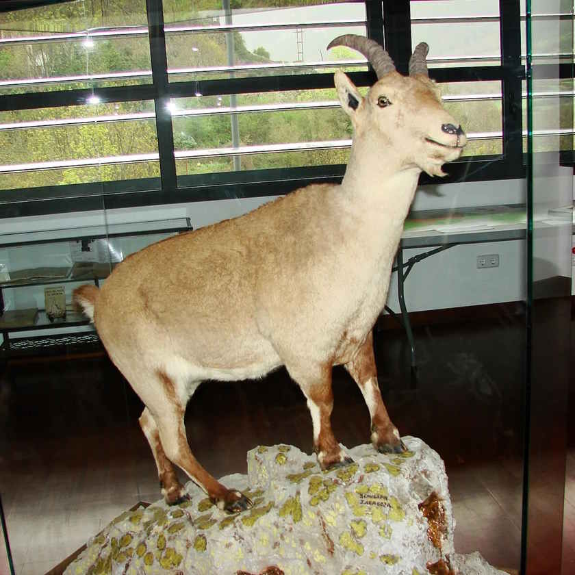 These are the last individuals of a species now extinct in the world. Picture 3