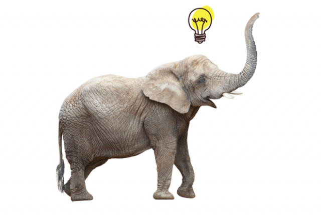 images 1 of These characteristics prove that elephants are extremely intelligent animals.