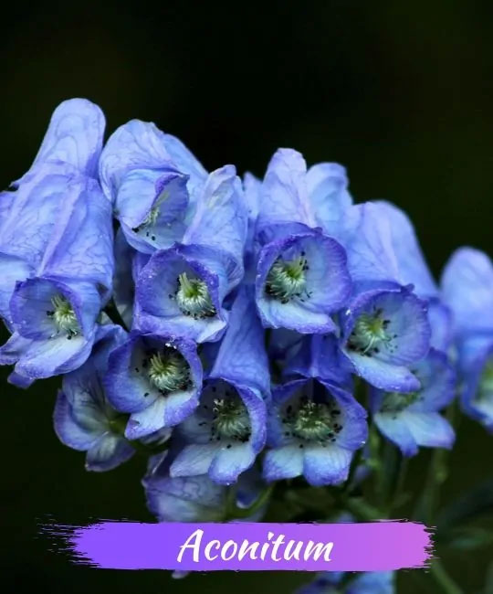 images 1 of These plants and flowers are beautiful but contain deadly toxins.