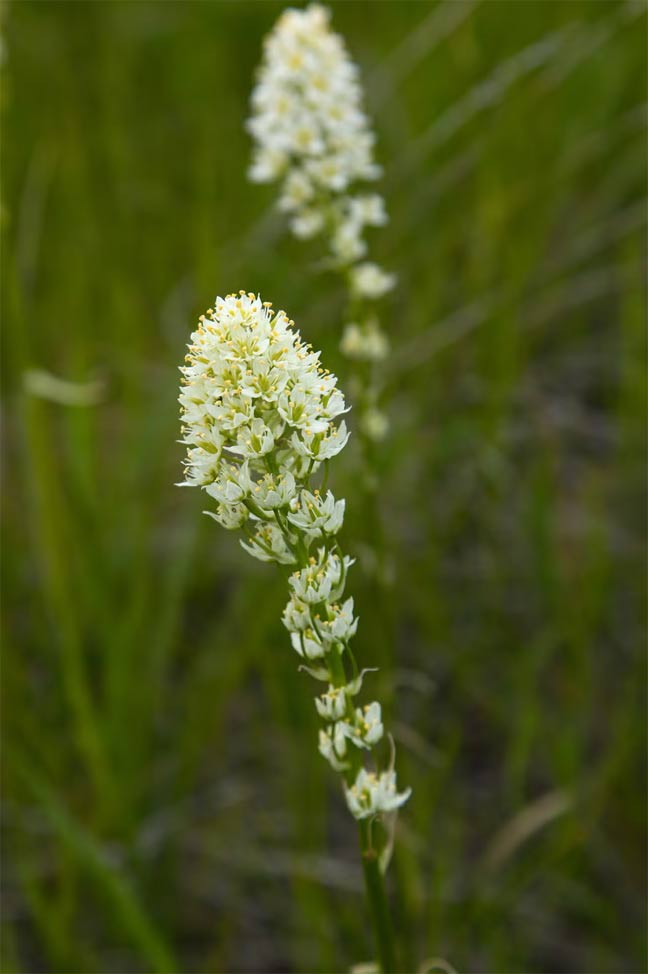 images 11 of These plants and flowers are beautiful but contain deadly toxins.