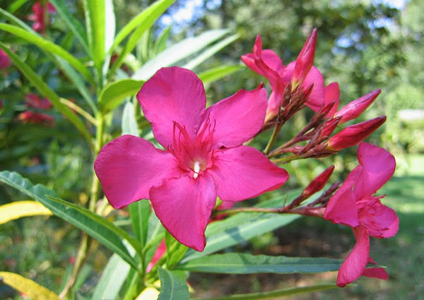 images 2 of These plants and flowers are beautiful but contain deadly toxins.
