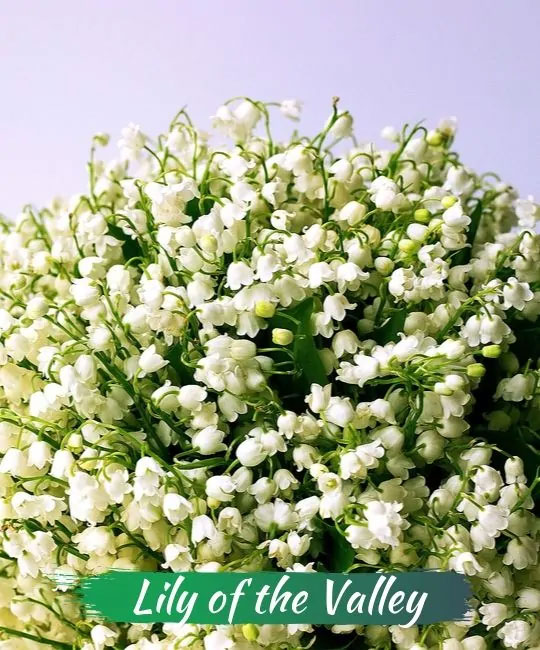 images 3 of These plants and flowers are beautiful but contain deadly toxins.