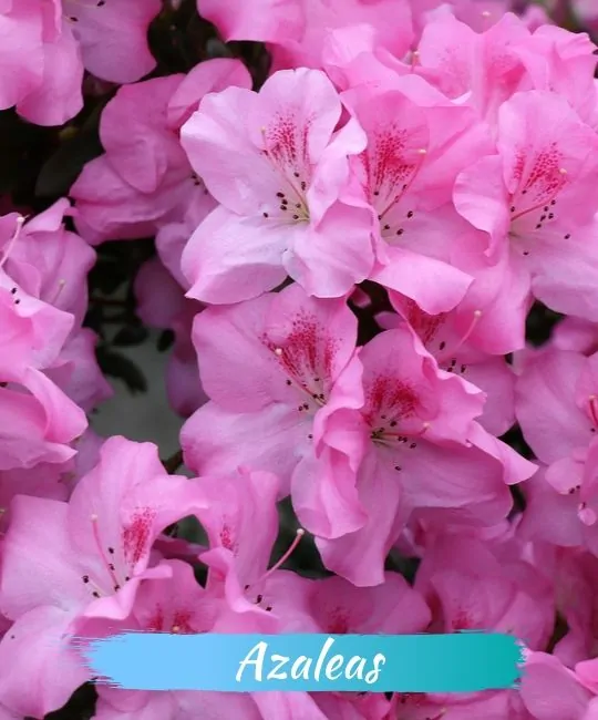 images 5 of These plants and flowers are beautiful but contain deadly toxins.