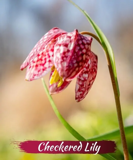 images 6 of These plants and flowers are beautiful but contain deadly toxins.