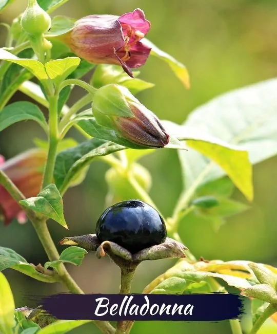 images 7 of These plants and flowers are beautiful but contain deadly toxins.
