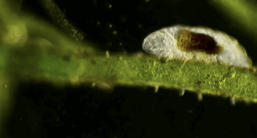 What to Know If the Pandemic Came From Extraterrestrial Sources Picture 2