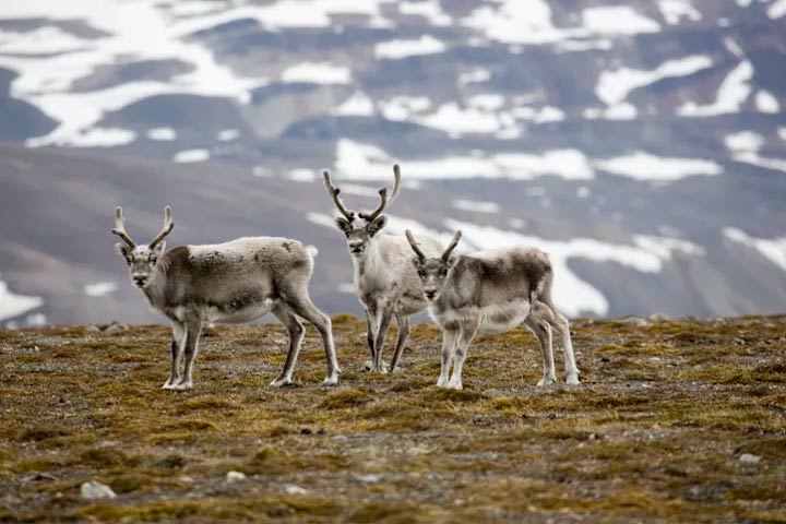 Things you may not know about reindeer Picture 2