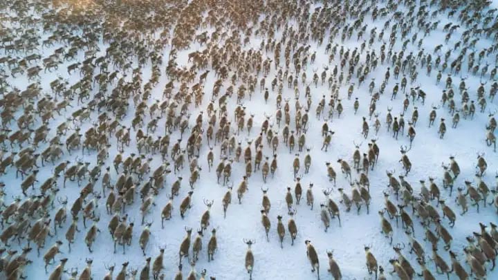 Things you may not know about reindeer Picture 3