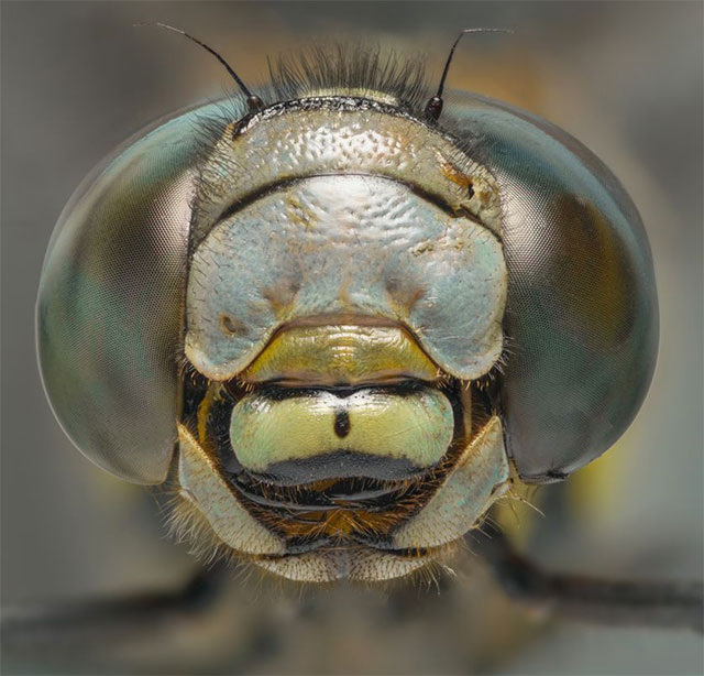 Things You Never Knew About Dragonflies Picture 2