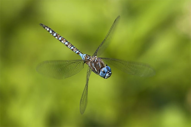 Things You Never Knew About Dragonflies Picture 3