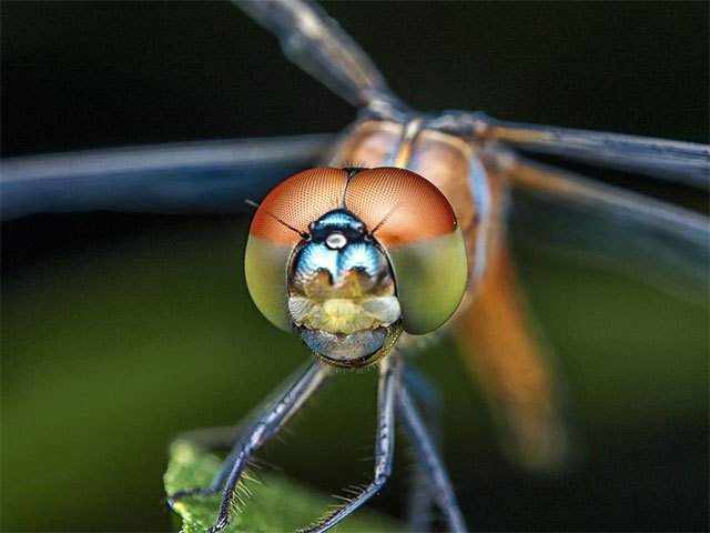 Things You Never Knew About Dragonflies Picture 4